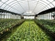Struktur Baja Ringan Prefabrikasi Rumah Kaca Sayuran Pertanian Q235 ISO9001