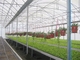 Struktur Baja Ringan Prefabrikasi Rumah Kaca Sayuran Pertanian Q235 ISO9001