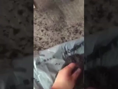 Video Kerja Granulasi Pupuk Bola