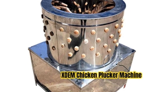 Mesin Pencabut Ayam Komersial XDEM Depilator Unggas Stainless Steel 60 Barel untuk Ayam Bebek
