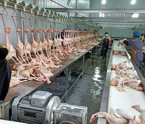Mesin Pengolah Unggas Kontrol PLC 3-5KW Tenaga Motor Efisien Tinggi Lini Produksi Pemotongan Ayam Bebek Angsa Bersertifikat CE